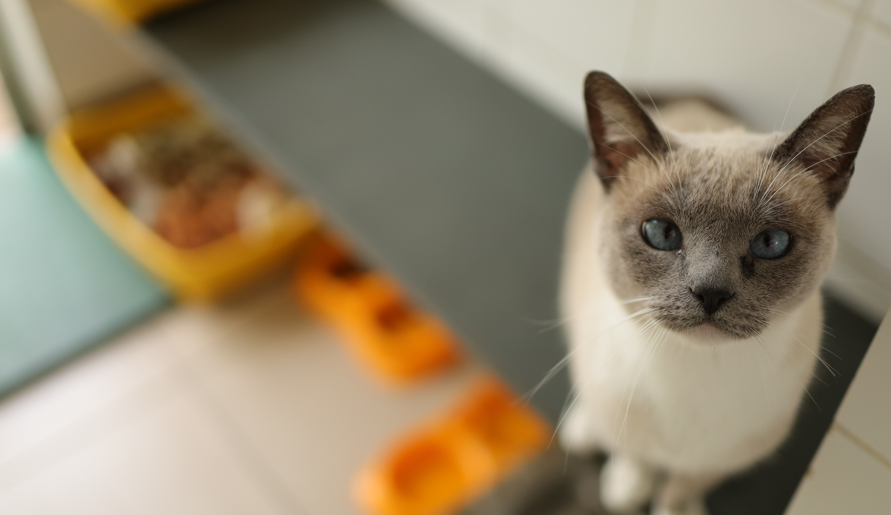 Esta imagem apresenta um close-up focado e expressivo de um gato com características marcantes, possivelmente da raça Siamês ou Thai. O gato possui o padrão 