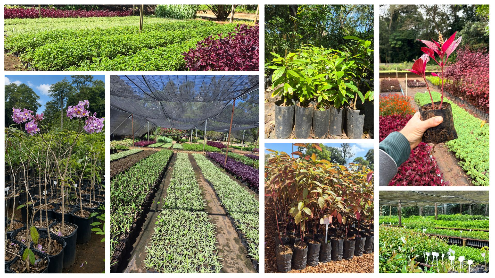 Vários quadros de fotos de montagem de um viveiro de mudas, mostrando canteiros de plantas ornamentais, mudas em sacos e vasos, além de uma muda de folhas vermelhas sendo segurada por uma pessoa.