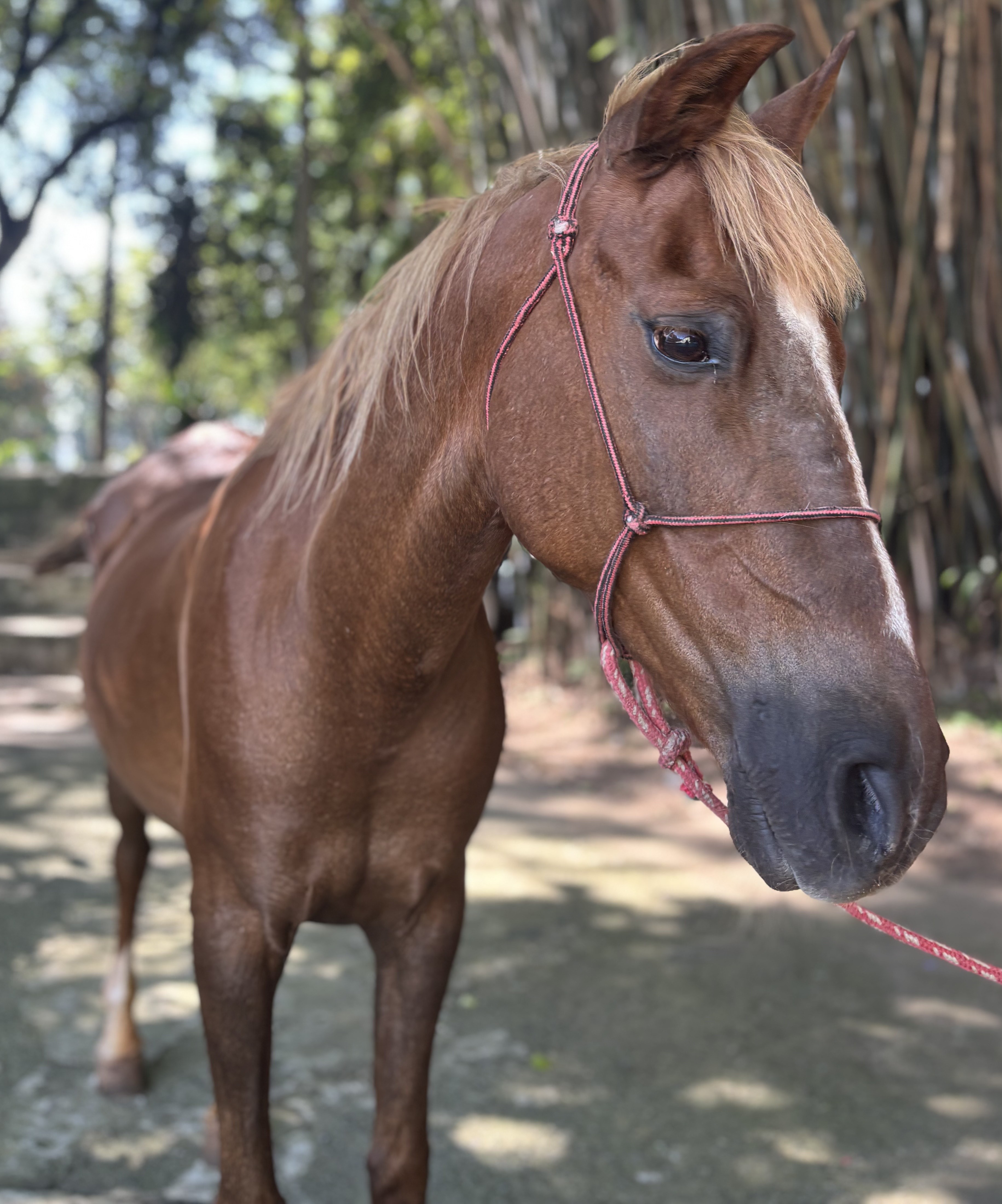 #PraCegoVer: Tereza Cristina é um cavalo com pelgaem inteira marrom, ela esta de pé em frente a arvores
