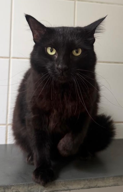 #PraCegoVer: Belatrix é uma gata da pelagem totalmente preta, com olhos da cor amarela e está sentada olhando para a frente.