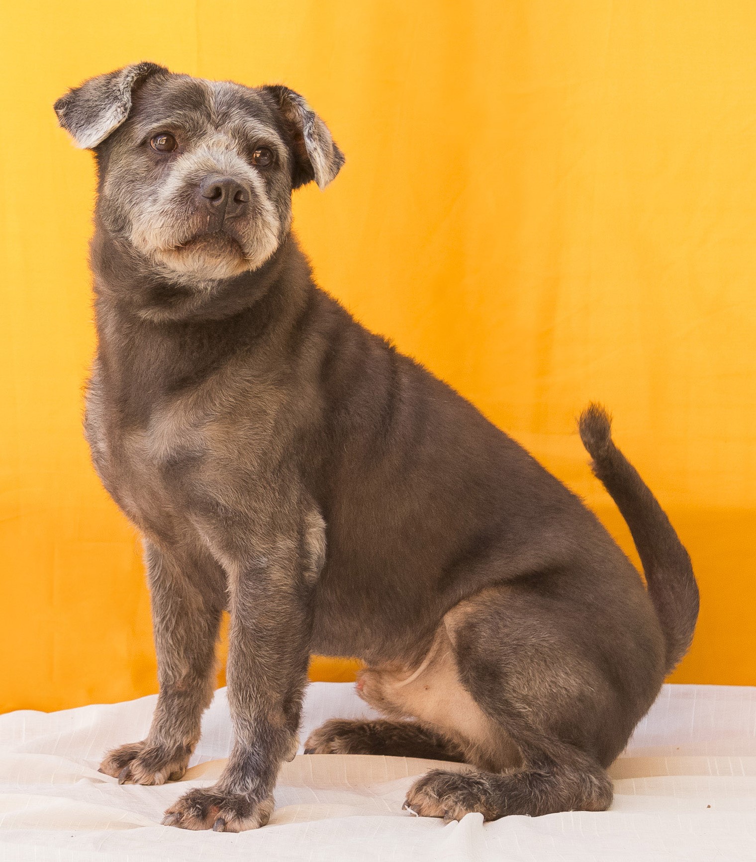 #PraCegoVer: Bolota é um cachorro de pelagem marrom, olhos marrons e está sentado olhando para o lado