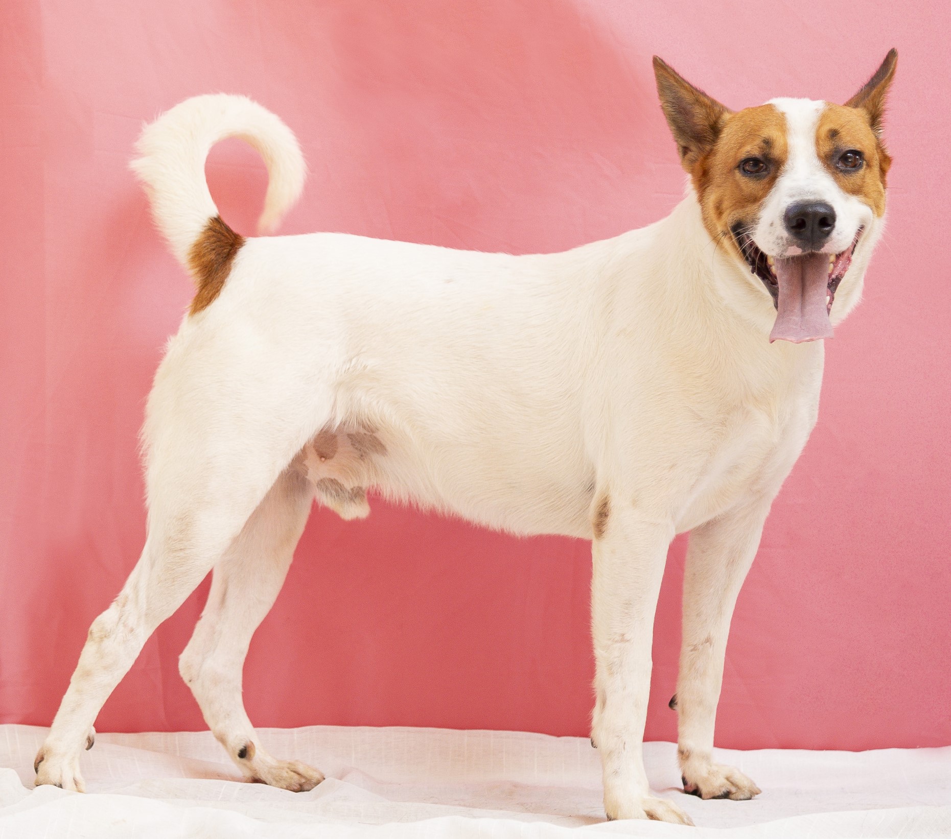 #PraCegoVer: Brigadeiro é um cachorro com pelagem branca e manchas marrons, possui os olhos pretos e está em pé olhando para frente com a língua para fora 