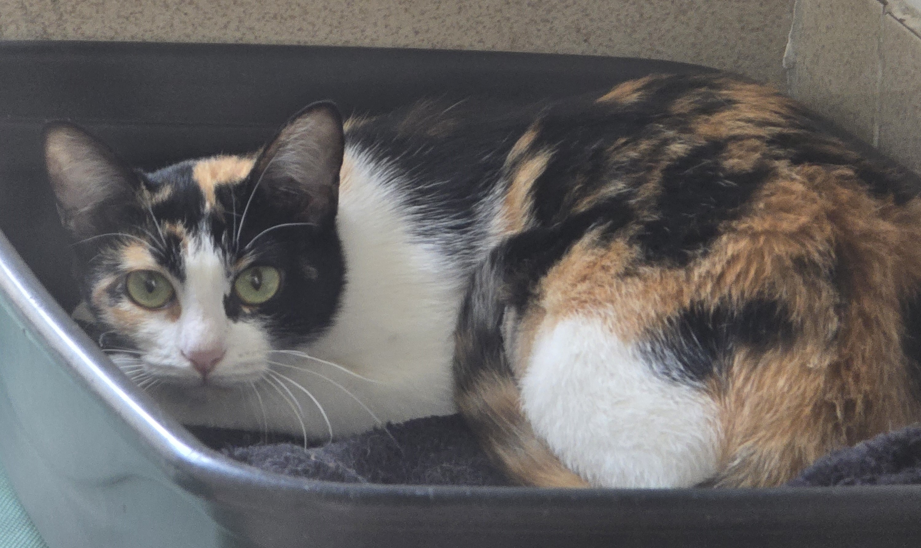 #PraCegoVer: Constelação é uma gata com pelagem de manchas brancas, pretas e laranjas, olhos verdes e está deitada olhando para frente