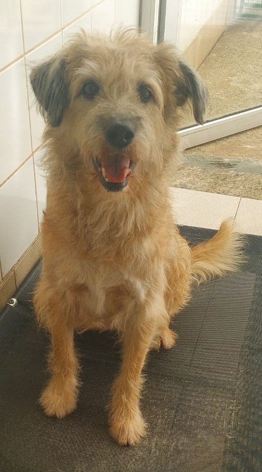  #PraCegoVer: Fiapo é um cachorro de pelagem clara, com manchas pretas nas orelhas, possui olhos castanhos e está sentado olhando para frente.