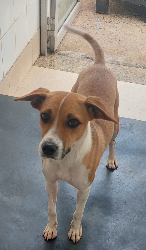#PraCegoVer: Gamora é uma cachorra de pelagem branca com manchas marrons, possui olhos marrons e está em pé olhando para cima. 