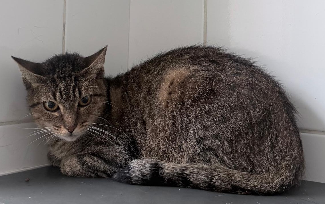 #PraCegoVer: Hermione é uma gata da pelagem marrom com manchas pretas, olhos da cor marrom e está deitada olhando para o lado.