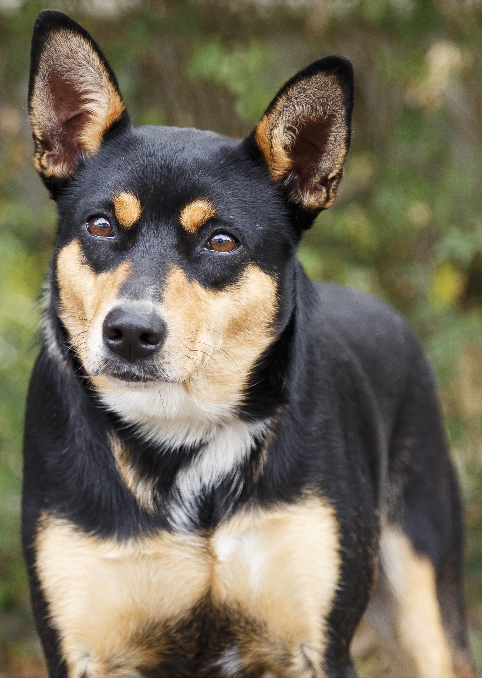 #PraCegoVer: Katana é uma cachorra de pelagem preta com manchas marrons e brancas, possui olhos marrons e esta em pé. olhando para frente 
