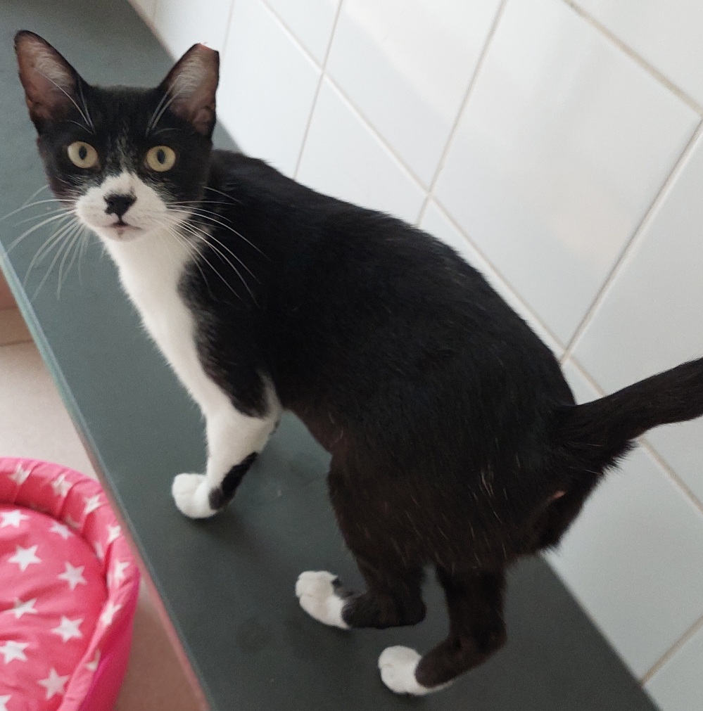 #PraCegoVer: Lorena é uma gata de pelagem preta com manchas brancas, possui olhos verdes, um pedacinho da pontinha da orelha esquerda está faltando está em pé olhando para cima. 