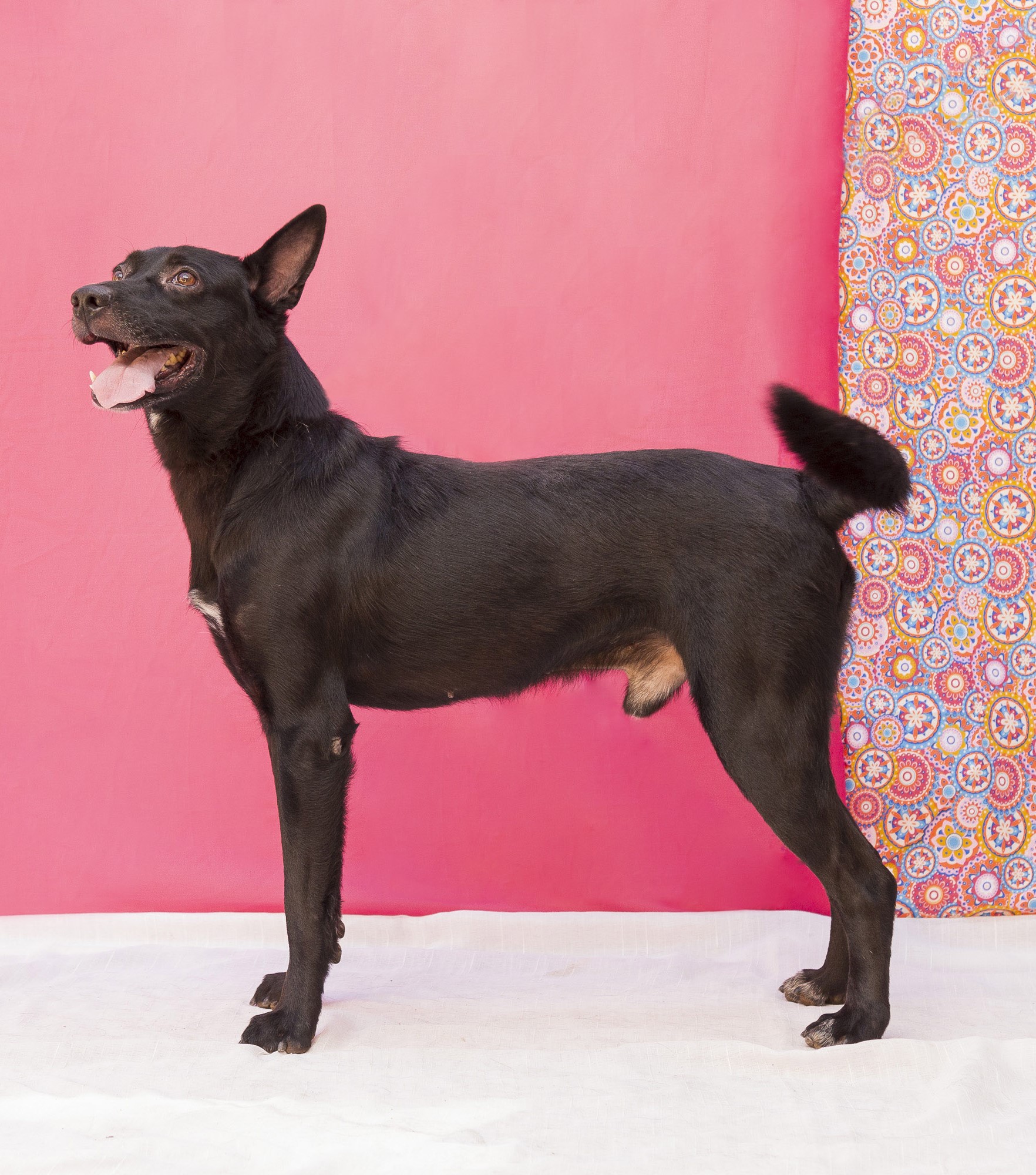 #PraCegoVer: Malacacheta é um cachorro de pelagem preta, com uma mancha branca no peito, possui olhos marrons, e está em pé, de lado, num fundo rosa, olhando para cima, com a língua para fora. 