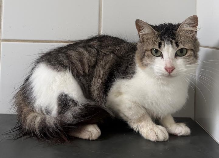 #PraCegoVer: Nana é uma gata da pelagem branca com manchas pretas e marrons, com olhos verde e está sentada olhando para a frente.