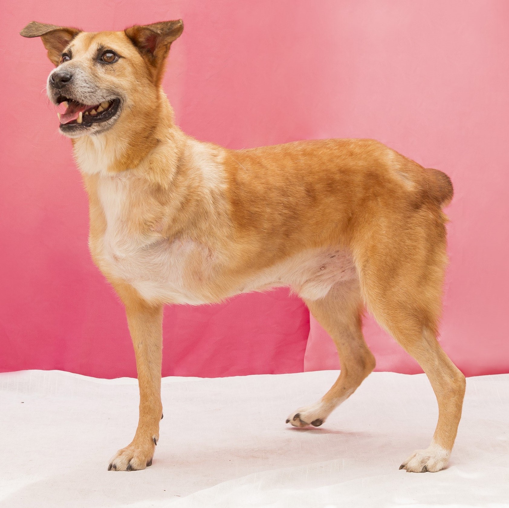 #PraCegoVer: Nick é um cachorro de pelagem marrom com manchas brancas, possui olhos marrons, e está em pé olhando para cima.