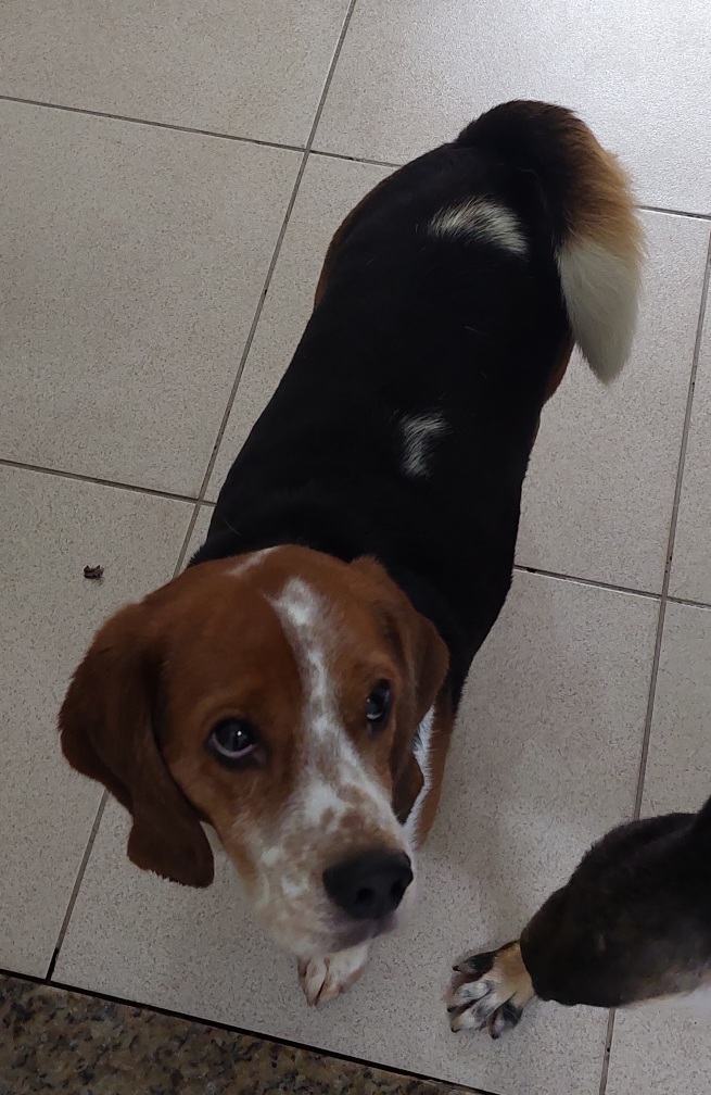#PraCegoVer: Snoopy é um cachorro de pelagem preta com manchas brancas e marrons, possui olhos pretos e está em pé olhando para cima. 