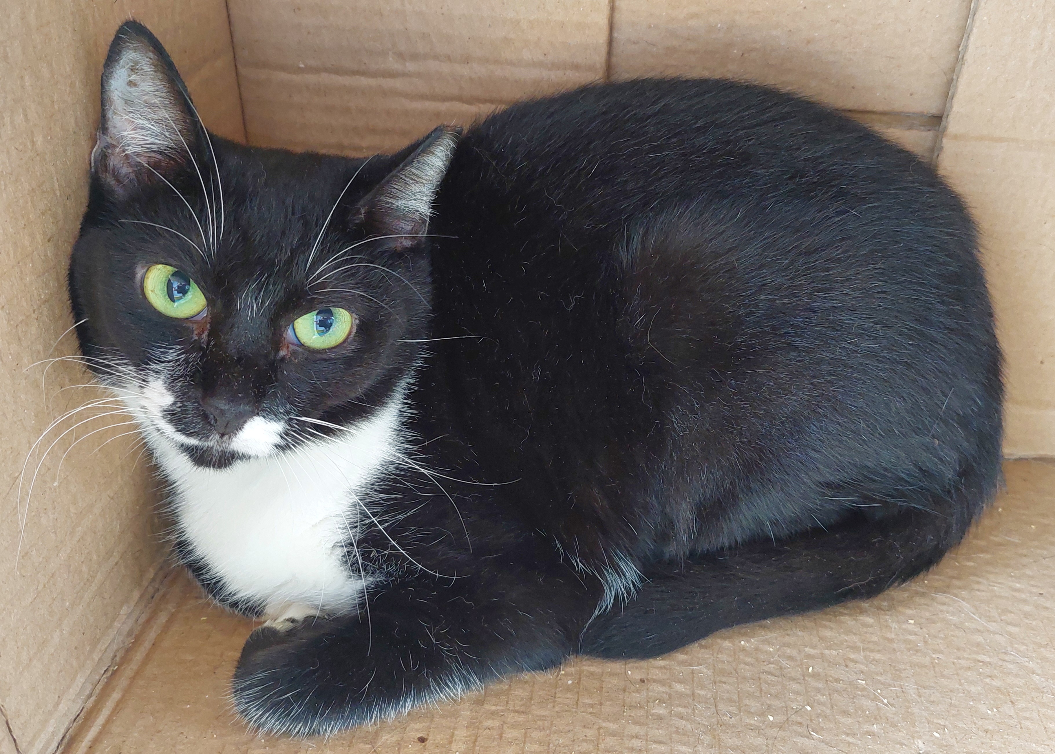 #PraCegoVer: Valentini é uma gata com pelagem preta e manchas brancas, possui olhos verdes e está deitada olhando para frente 