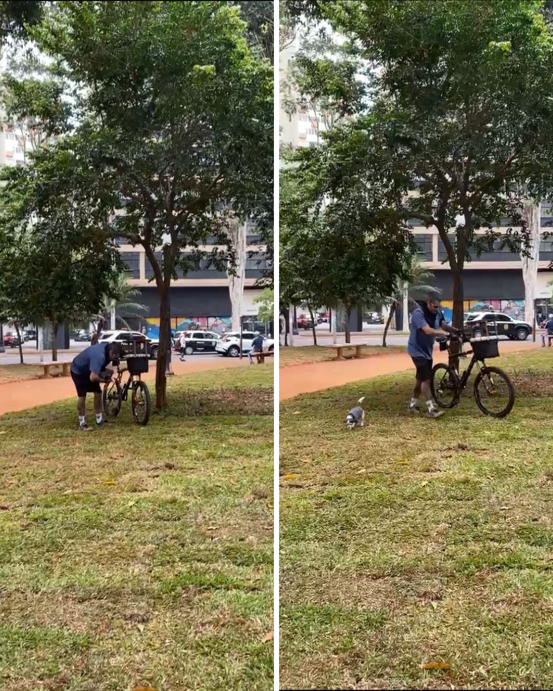  Uma colagem (dítico) de duas fotos sequenciais que mostram um homem e um pequeno cão em uma área gramada de um parque ou praça.  Foto da Esquerda: Um homem (barbudo, de camiseta azul marinho e bermuda escura) está curvado ao lado de uma bicicleta preta em uma área de terra vermelha próxima a uma árvore frondosa. Ele parece estar mexendo ou ajeitando algo na bicicleta, que tem uma cesta no guidão. A grama verde ocupa a maior parte do primeiro plano.  Foto da Direita: O homem está na mesma posição, mas um pouco mais ereto, empurrando a bicicleta pela alça do selim. Um cachorro pequeno de cores cinza, branco e preto, está no chão, olhando para o homem.  Em ambas as fotos, o fundo mostra o ambiente urbano: mais árvores, um caminho de terra vermelha, carros brancos estacionados e o tráfego em uma rua, além de edifícios de vários andares.